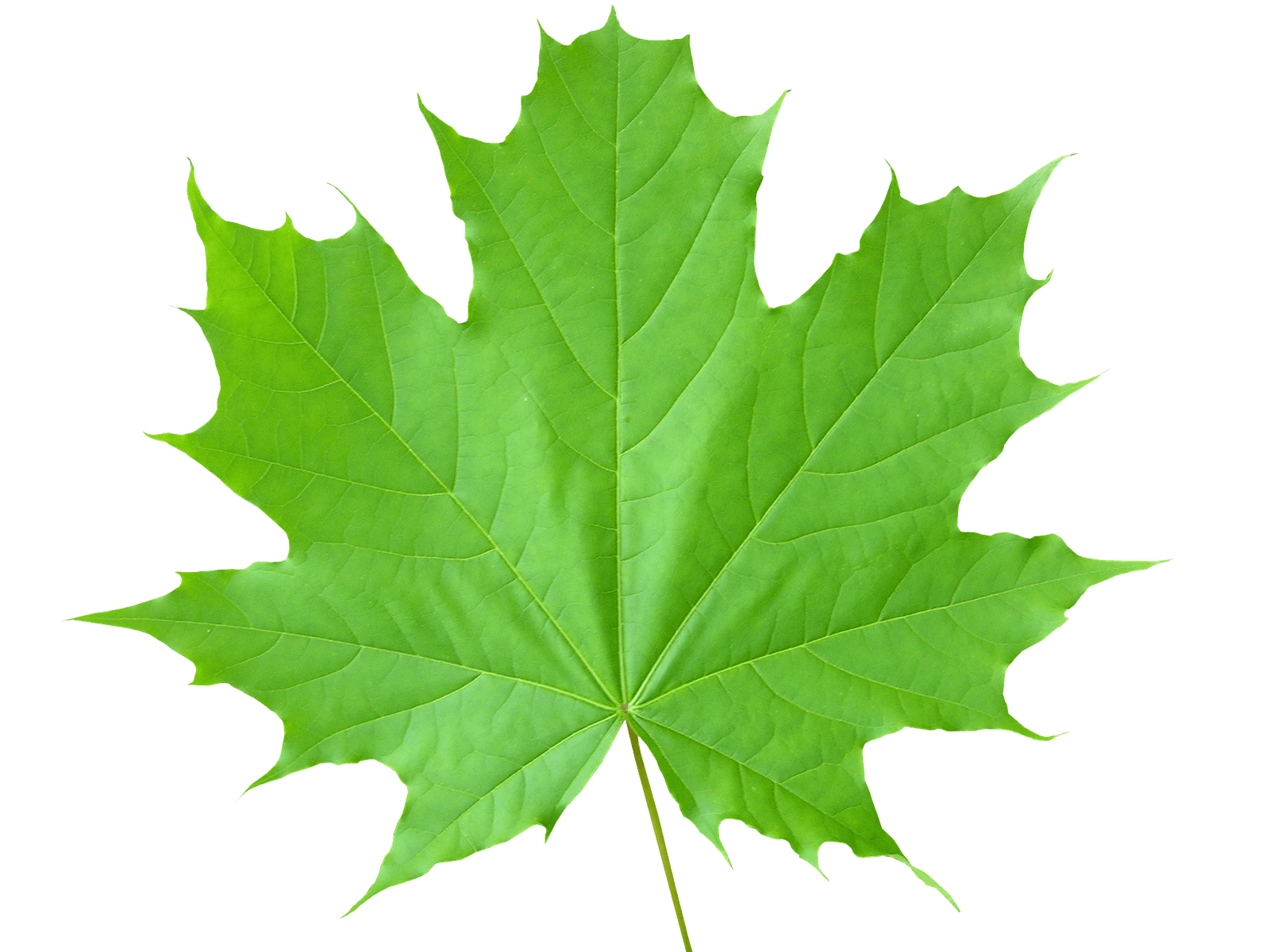 Leaves PNG - 3059