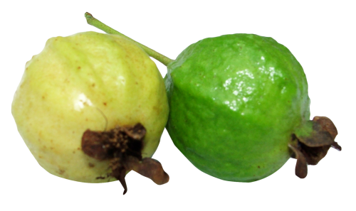 Guava PNG - 15953