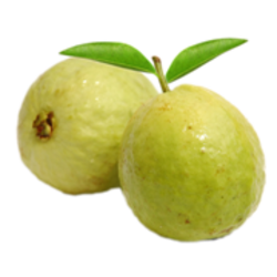 Guava PNG - 15944
