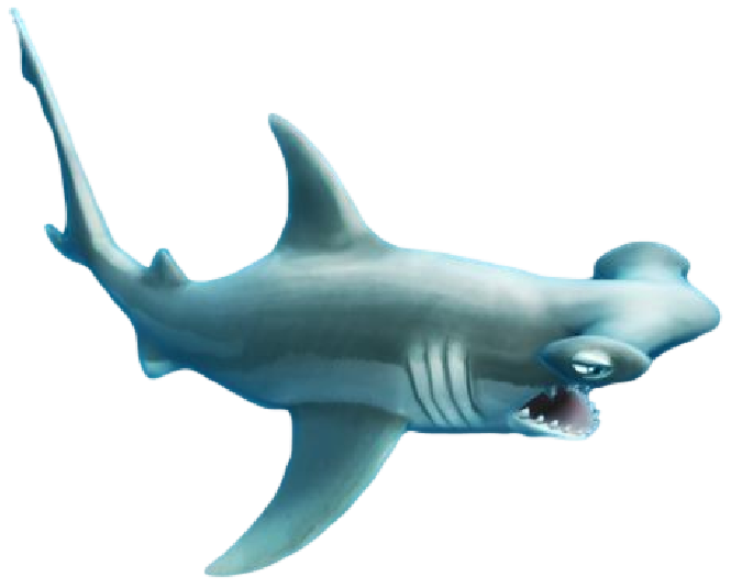 Hammerhead Shark PNG HD - 127814