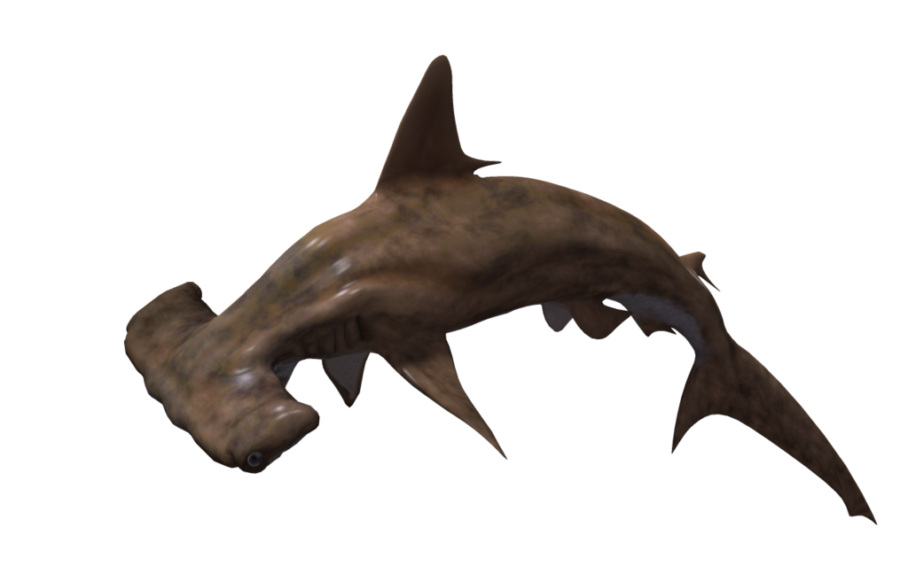 Hammerhead Shark PNG HD - 127813