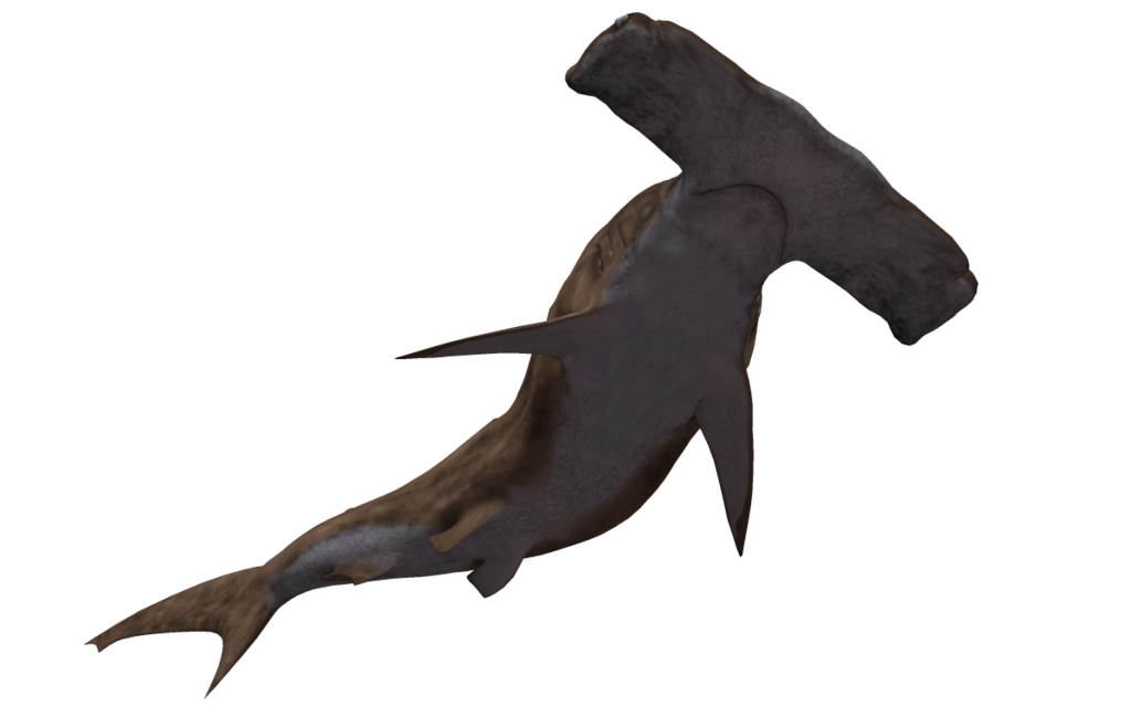 Hammerhead Shark PNG HD - 127819