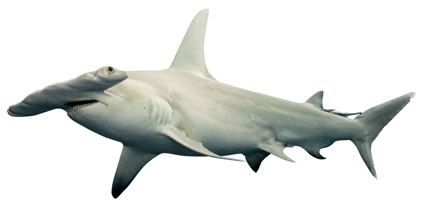 Hammerhead Shark PNG HD - 127810