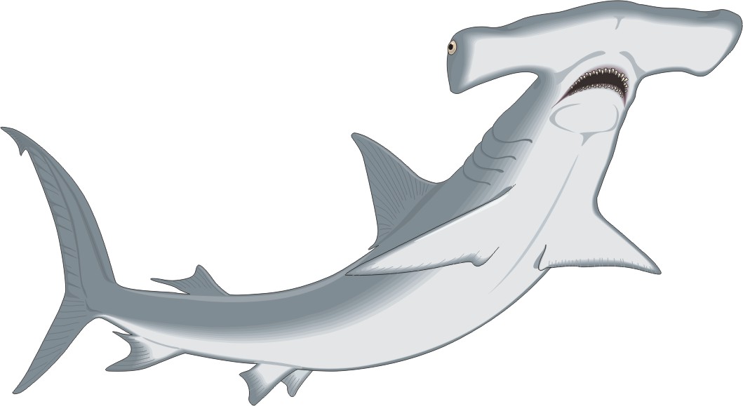 Hammerhead Shark PNG HD - 127820