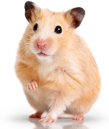 Hamster PNG HD - 125453