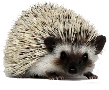 Hedgehog PNG HD - 146924