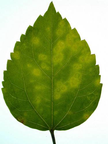 Hibiscus Leaf PNG - 48519