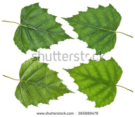 green hibiscus leaves separat