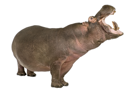 Hippopotamus PNG - 5113