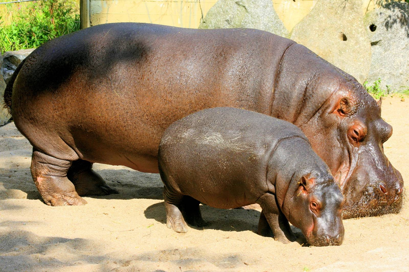 Collection of Hippo HD PNG.
