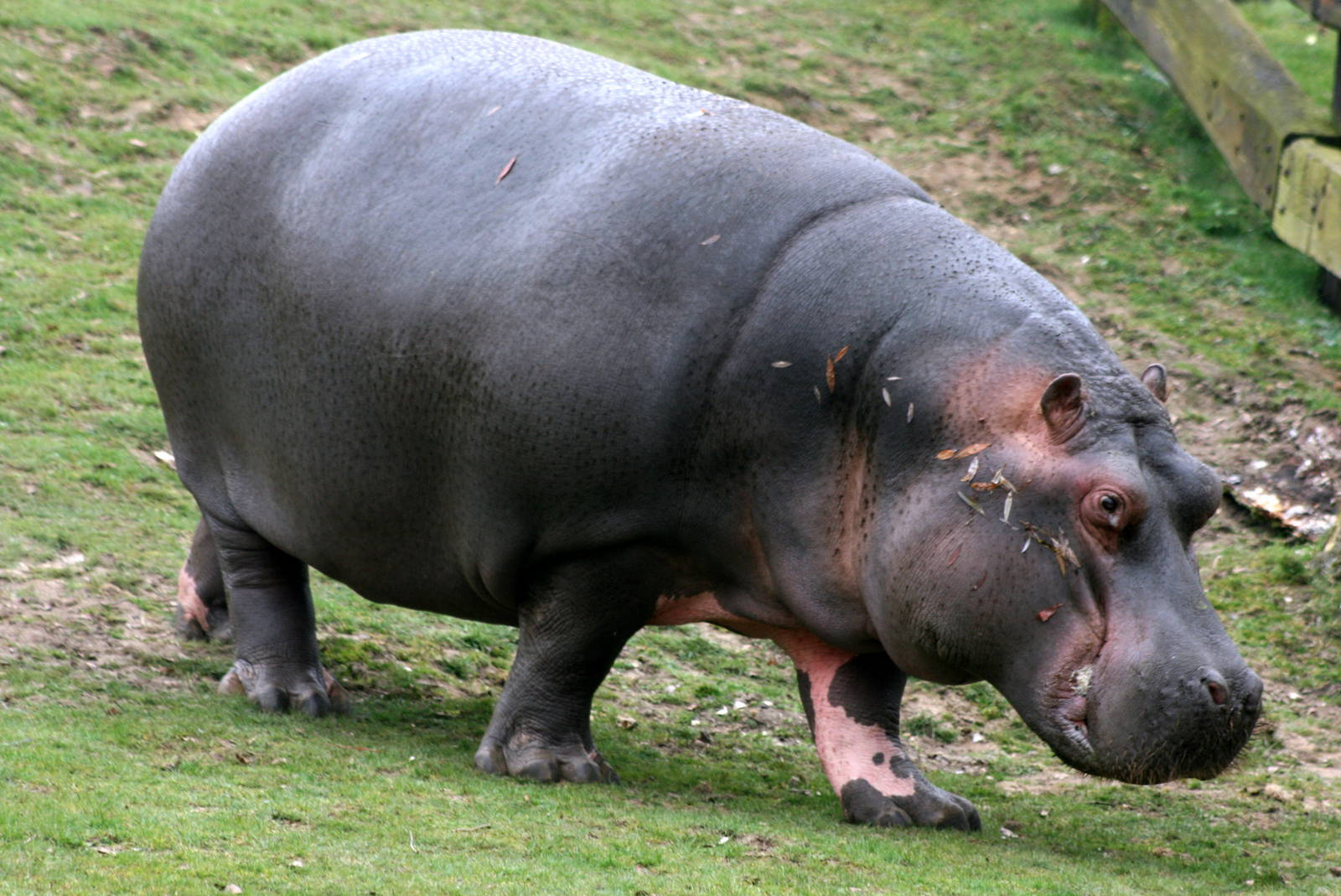 Hippo HD PNG - 117954