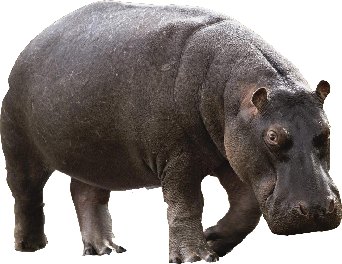 Hippo 02 png HQ by gd08 PlusP