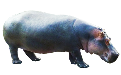 female hippo with baby · hip