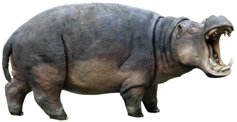 Hippo HD PNG - 117940
