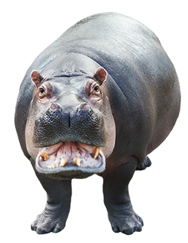 Hippo HD PNG - 117953