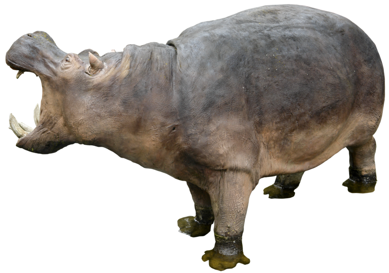 Hippo HD PNG - 117937