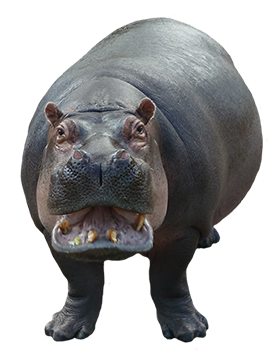 Hippo HD PNG - 117944