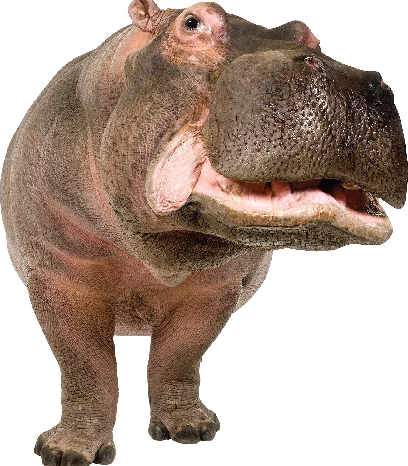 Hippopotamus PNG - 5102