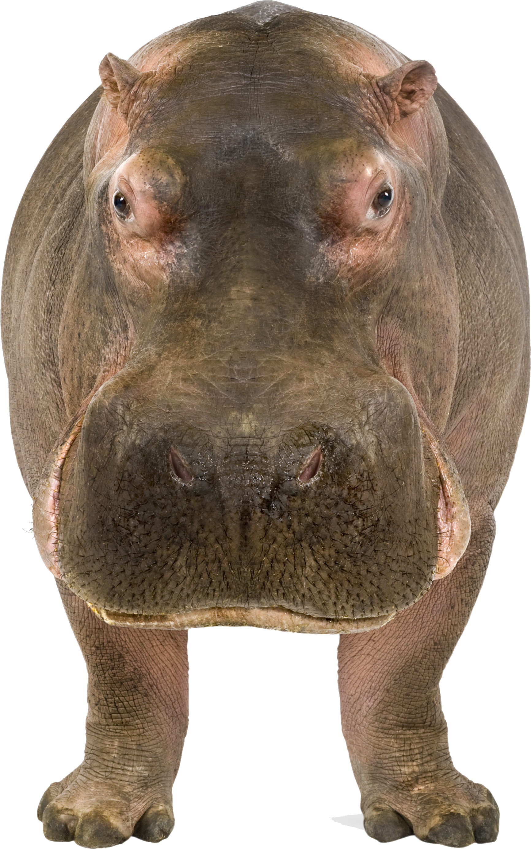 Hippopotamus PNG - 5110