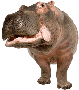 Hippopotamus PNG - 5114