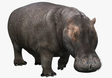 Hippopotamus PNG - 5106
