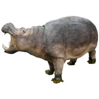 Hippopotamus PNG - 5105