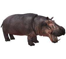 Hippopotamus PNG - 5108
