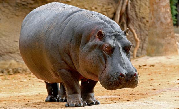 Hippopotamus PNG - 5117