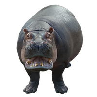 Hippopotamus PNG - 5107