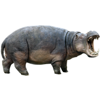 Hippopotamus PNG - 5109