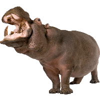 Hippopotamus PNG - 5104