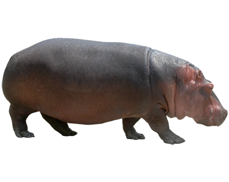 Hippopotamus PNG - 5115