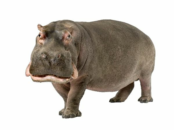 Hippopotamus PNG - 5103