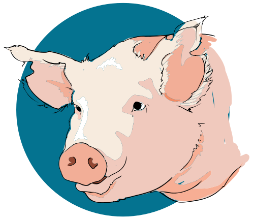 Pigs Cartoon Clipart