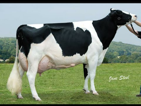 Holstein Cow PNG HD - 131004