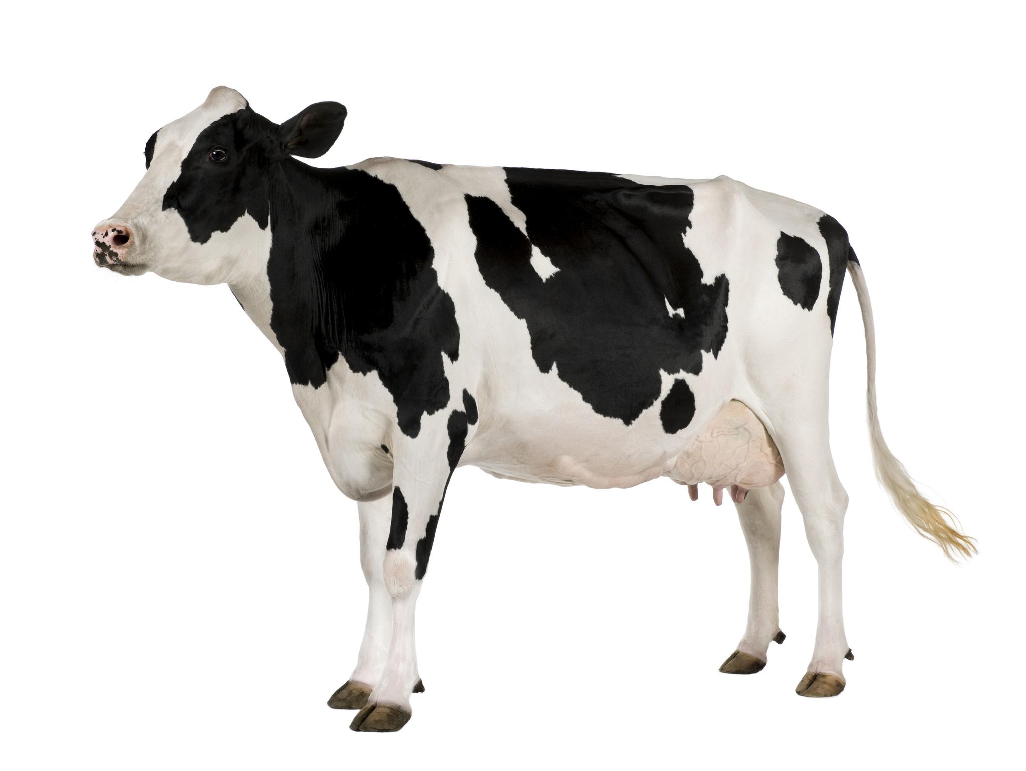 Pasturing cows of Holstein da