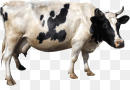 Holstein Cow PNG HD - 130996