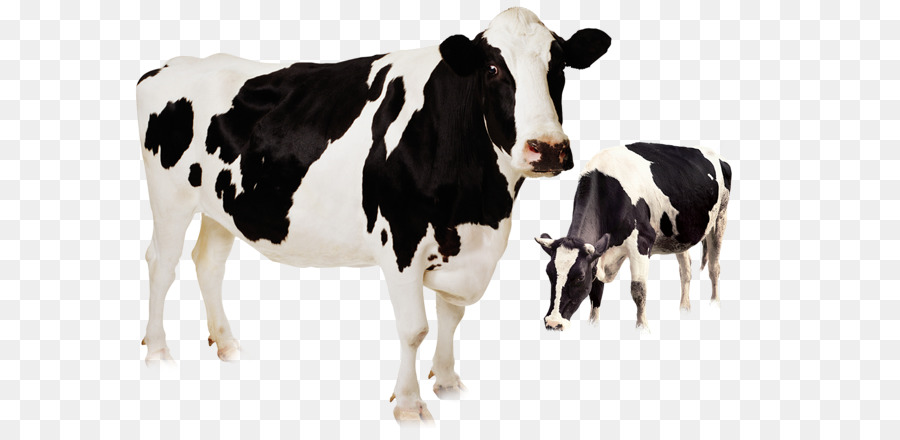 Holstein Friesian cattle Clip