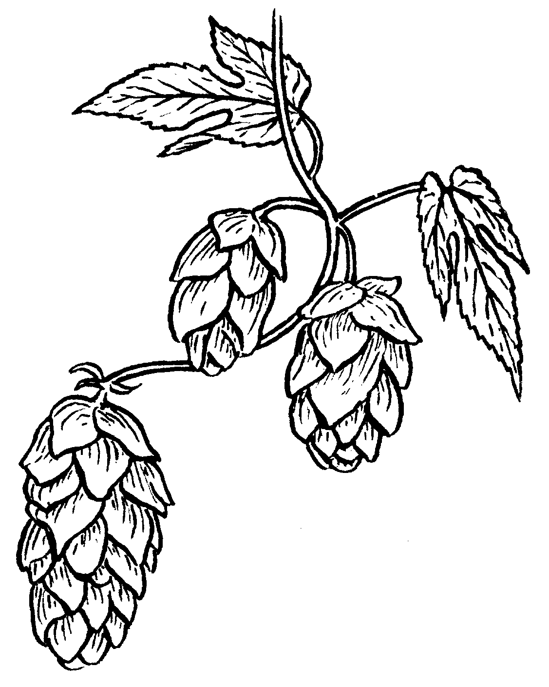 Hop PNG Black And White-PlusP