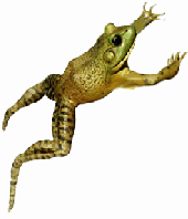 Hopping Frog PNG - 69470