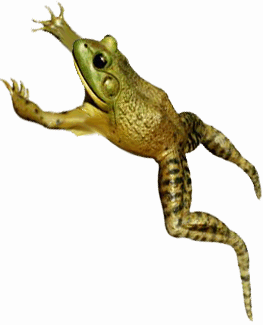 Hopping Frog PNG - 69468