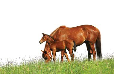 Horse And Foal PNG - 66291