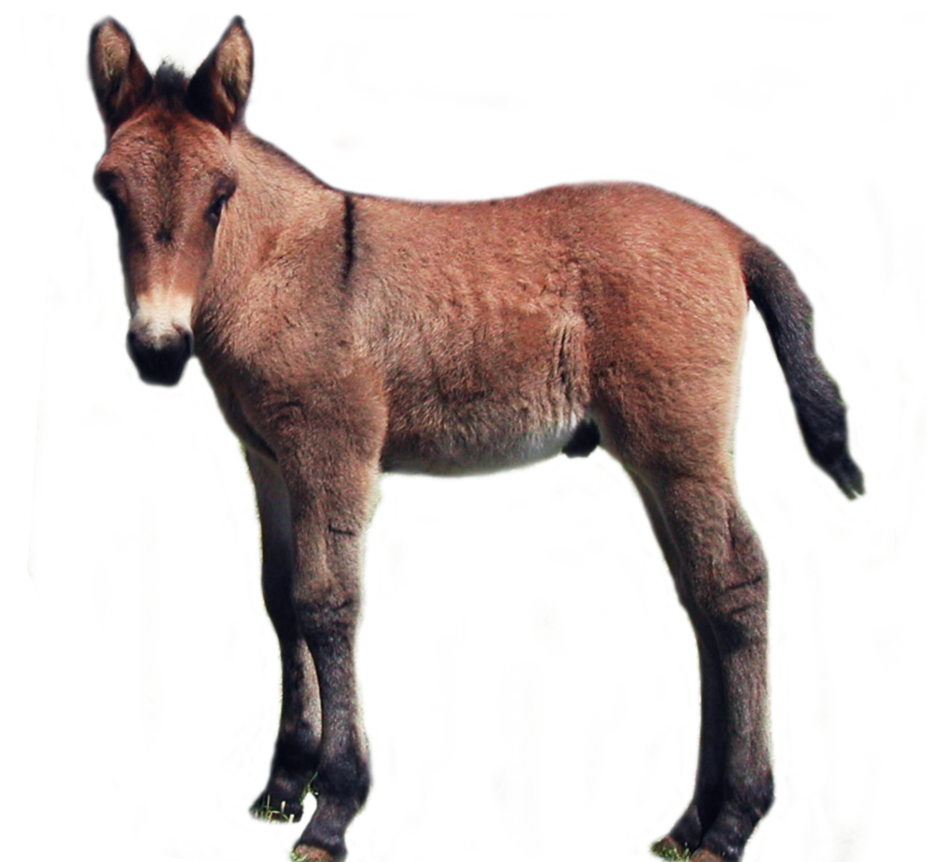 File:Bay Tobiano Unicorn Foal