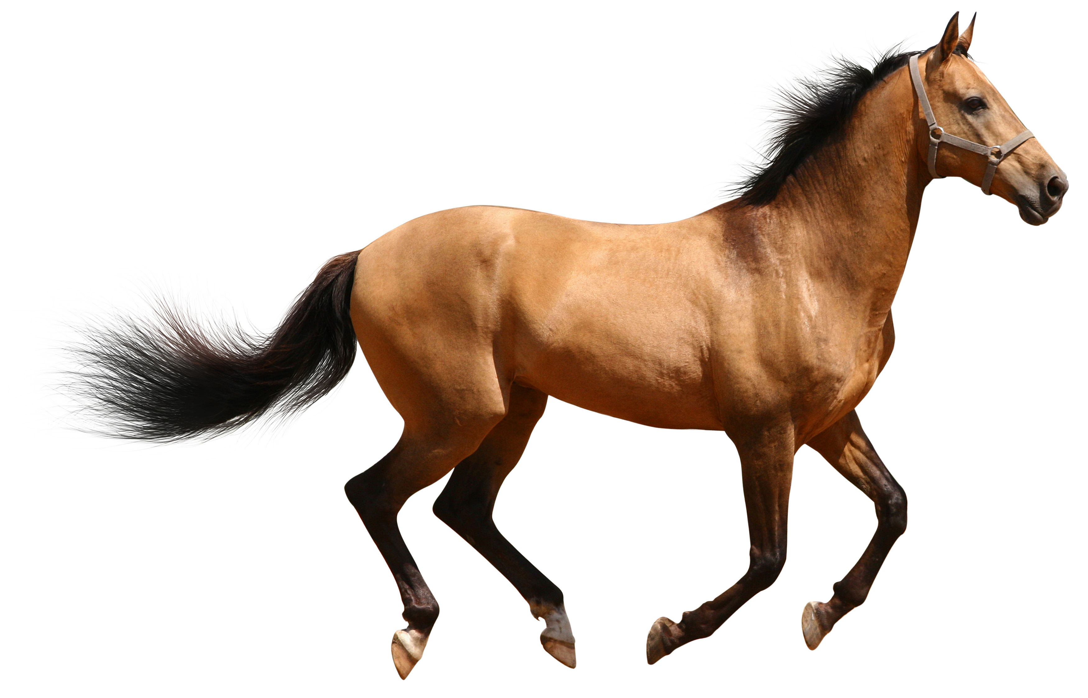 Horse PNG - 26991