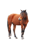 Horse PNG - 26997