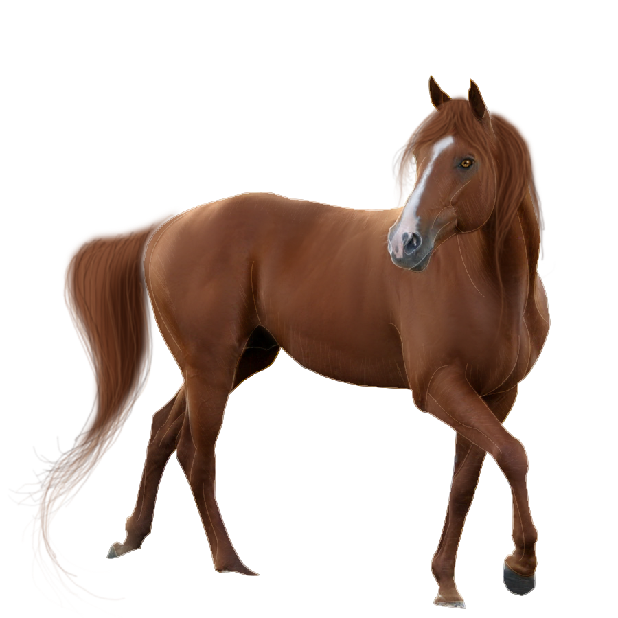 Horse PNG - 26988