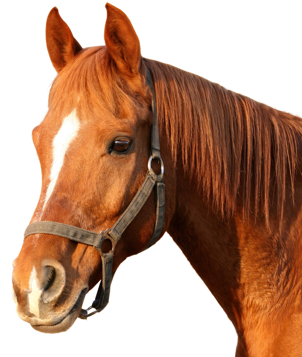 Horse PNG - 961