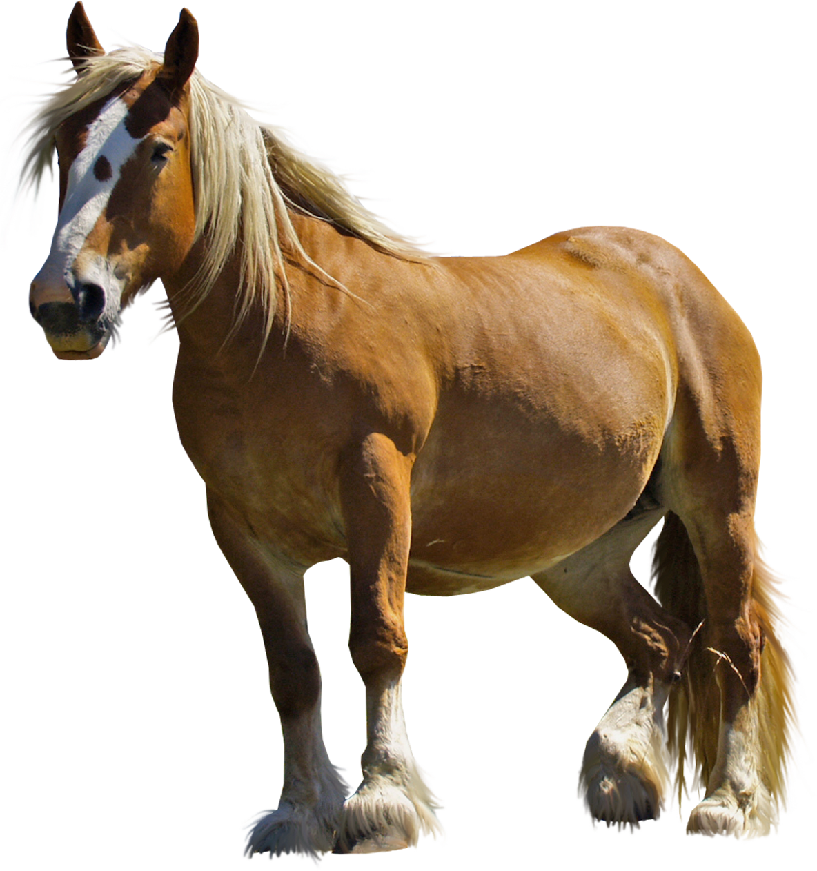 Horse PNG - 958