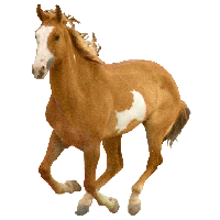 Horse PNG - 964