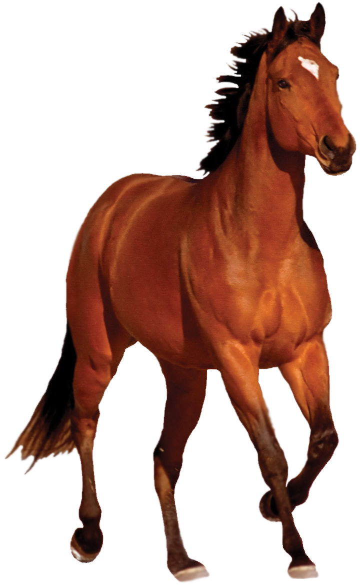 Horse PNG - 950